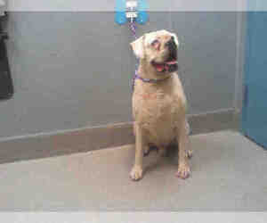 Bulloxer Dogs for adoption in Las Vegas, NV, USA