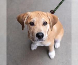 Labrador Retriever-Unknown Mix Dogs for adoption in San Diego, CA, USA