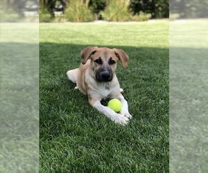 Shepradors Dogs for adoption in Fruit Heights, UT, USA