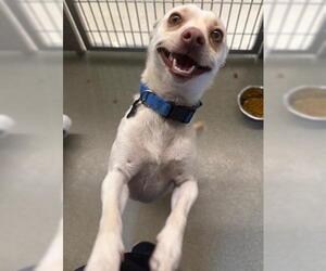 Chihuahua Dogs for adoption in San Martin, CA, USA