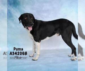 Lab-Pointer Dogs for adoption in Conroe, TX, USA