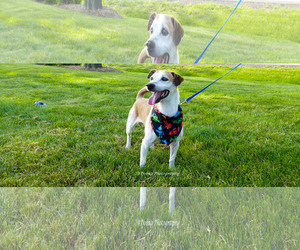 Medium Photo #1 Beagi Puppy For Sale in Gilberts, IL, USA