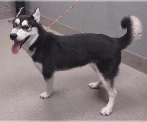 Siberian Husky-Unknown Mix Dogs for adoption in Las Vegas, NV, USA