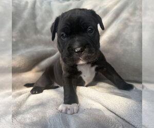 Mutt Dogs for adoption in OKLAHOMA CITY, OK, USA