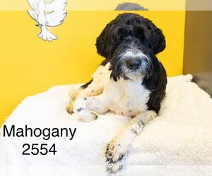 Labradoodle Dogs for adoption in Studio City, CA, USA