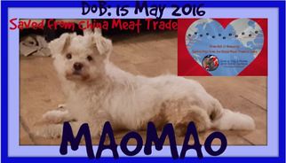 Maltichon Dogs for adoption in Sebec, ME, USA
