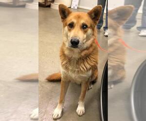 German Shepherd Dog-Unknown Mix Dogs for adoption in Amarillo, TX, USA