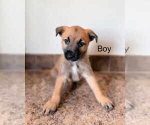Mountain Cur-Unknown Mix Dogs for adoption in Foristell, MO, USA