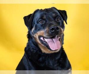 Rottweiler Dogs for adoption in Hampton Bays, NY, USA