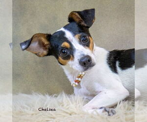 Rat Terrier-Unknown Mix Dogs for adoption in Hot Springs Village, AR, USA