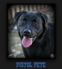 Labrador Retriever-Unknown Mix Dogs for adoption in Sullivan, IN, USA