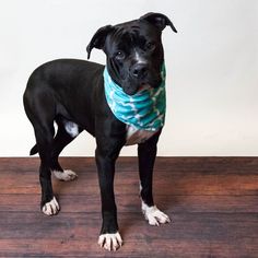 Small American Pit Bull Terrier Mix