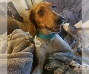 Treeing Walker Coonhound Dogs for adoption in Opelika, AL, USA