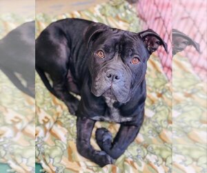 Bull-Boxer Dogs for adoption in Sparta, TN, USA