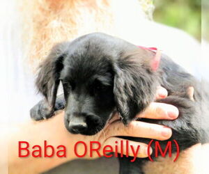 Labrador Retriever-Unknown Mix Dogs for adoption in Aurora, IN, USA