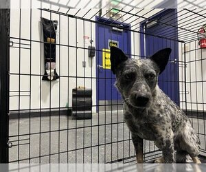 Australian Cattle Dog Dogs for adoption in Bakersfield, CA, USA