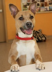 Small Labrador Retriever Mix