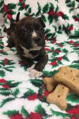 Boxer Dogs for adoption in Bauxite, AR, USA