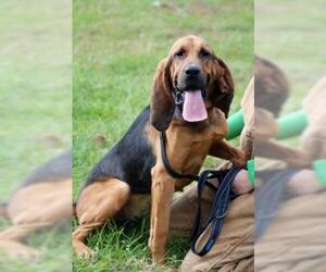 Bloodhound Dogs for adoption in Newport, KY, USA