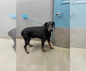 Doberman Pinscher-Unknown Mix Dogs for adoption in Las Vegas, NV, USA