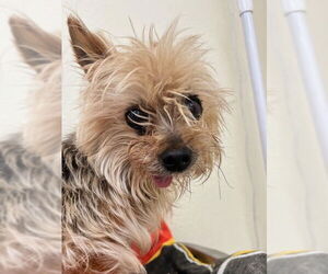 Mutt Dogs for adoption in Webster, WI, USA