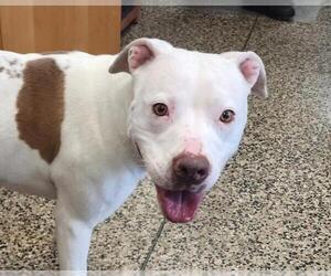 American Pit Bull Terrier Dogs for adoption in Tracy, CA, USA