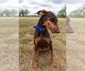 Doberman Pinscher Dogs for adoption in Devine, TX, USA