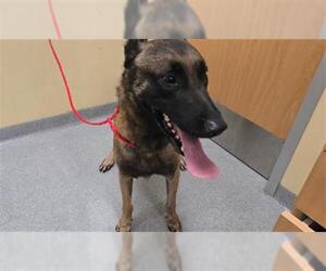 Mutt Dogs for adoption in Orange, CA, USA