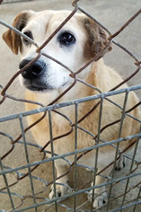 Small Labrador Retriever Mix