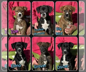 American Staffordshire Terrier-Unknown Mix Dogs for adoption in Traverse City, MI, USA