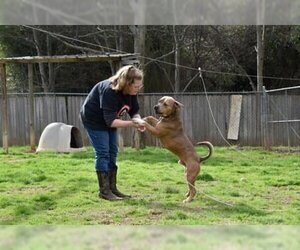 American Pit Bull Terrier-Unknown Mix Dogs for adoption in Shreveport, LA, USA