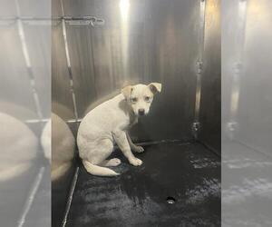 Catahoula Leopard Dog-Unknown Mix Dogs for adoption in San Antonio, TX, USA