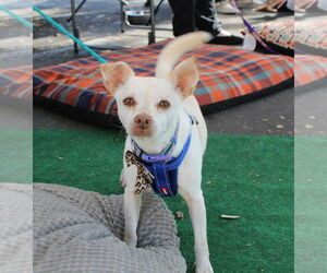 Chihuahua-Unknown Mix Dogs for adoption in Yuba City, CA, USA