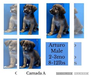 Australian Retriever Dogs for adoption in Virginia Beach, VA, USA