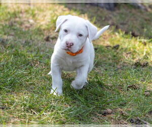 Staffordshire Bull Terrier-Unknown Mix Dogs for adoption in Brooklyn Center, MN, USA