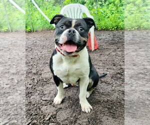 American Bulldog Dogs for adoption in Lawrenceville, NJ, USA