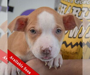 American Staffordshire Terrier-Boxer Mix Dogs for adoption in Huntley, IL, USA
