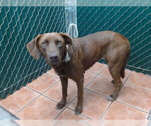 Labrador Retriever-Unknown Mix Dogs for adoption in Downey, CA, USA