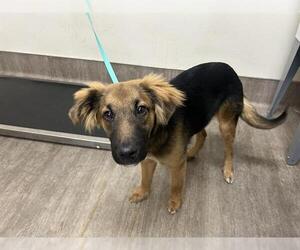 German Shepherd Dog Dogs for adoption in Pasadena, CA, USA