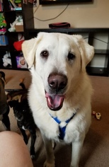 Golden Pyrenees Dogs for adoption in Georgetown, KY, USA