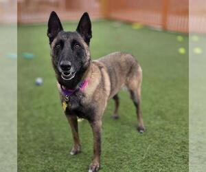 Mutt Dogs for adoption in Las Vegas, NV, USA