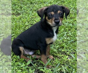 Dachshund-Unknown Mix Dogs for adoption in Royal Palm Beach, FL, USA