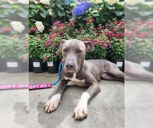 American Pit Bull Terrier-Unknown Mix Dogs for adoption in Lathrop, CA, USA