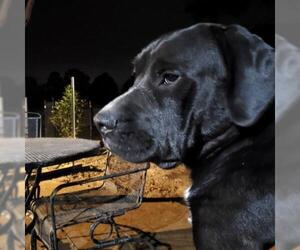 Boxador Dogs for adoption in Pawtucket, RI, USA