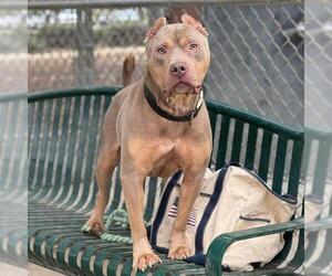 Mutt Dogs for adoption in Modesto, CA, USA