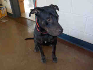 Rottweiler-American Pit Bull Terrier Dogs for adoption in Temple, TX, USA
