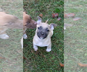 Mutt Dogs for adoption in Mooresville, NC, USA