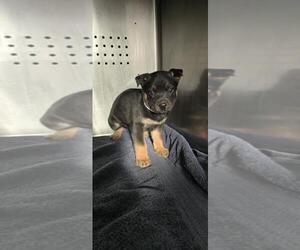 German Shepherd Dog-Unknown Mix Dogs for adoption in Rancho Cucamonga, CA, USA