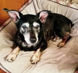 Dorgi Dogs for adoption in Bealeton, VA, USA