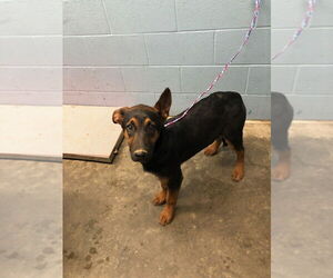 Mutt Dogs for adoption in Evansville, IN, USA